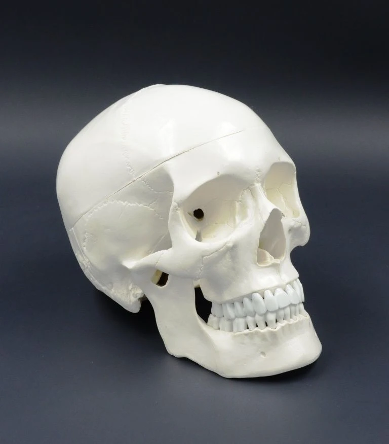 Life-size skull, LV5-2