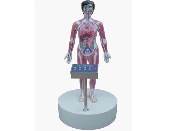 Demonstration model of blood circulation during drug administration, 16013