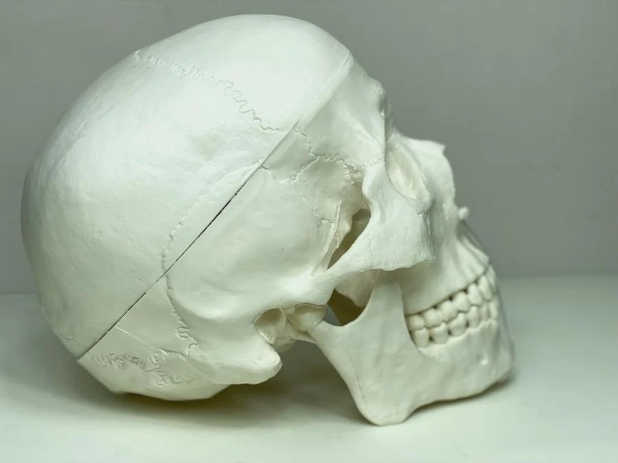 Model of skull (single colour), ROST-11110