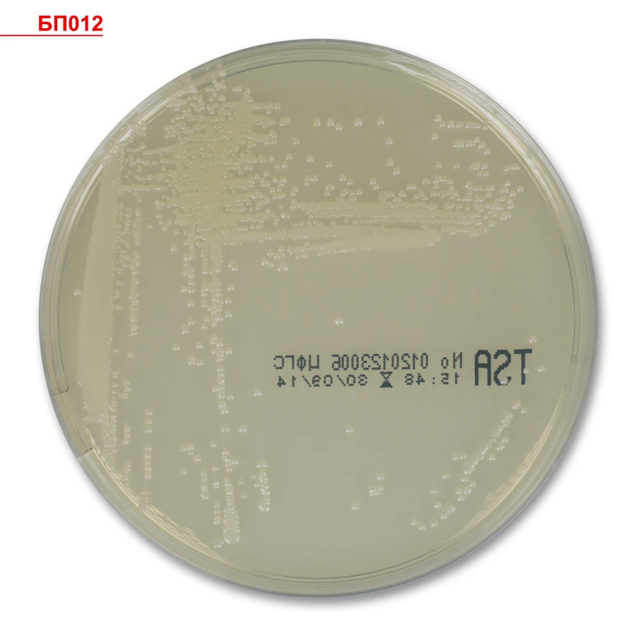 Ready-to-use Columbia Agar Medium for Isolating Gram-positive Bacteria