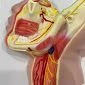 Model of trigeminal nerve branches, 18109-2