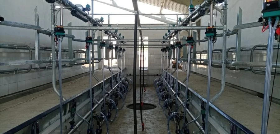 milking unit (parlour) "Yolochka2" with quick exit