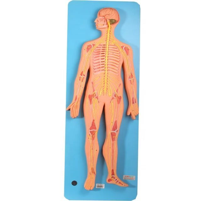 Model of the nervous system 18101