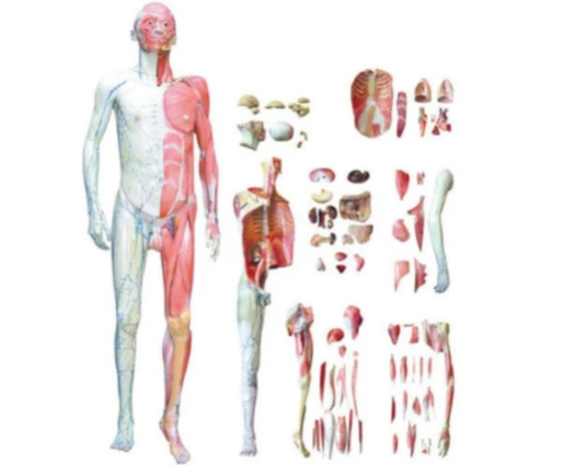 Anatomical model of human body, art.10001