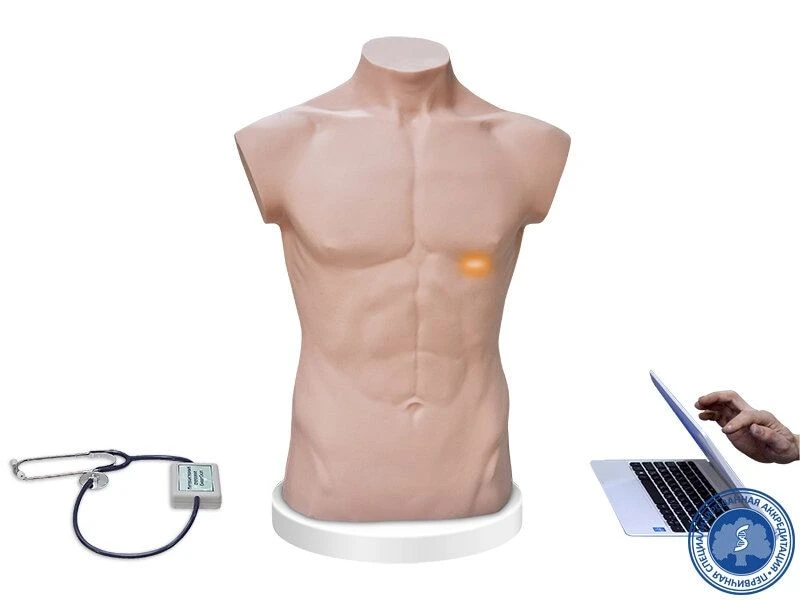 Trainer for training in physical examination TFO-1.01MU0130