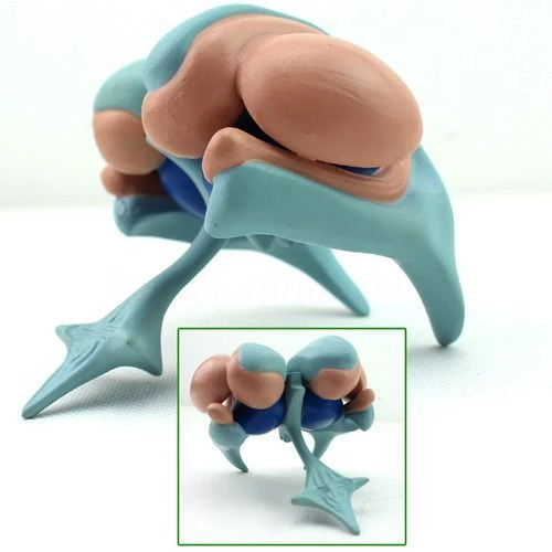 Model of ventricles and basal nuclei 18207