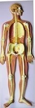 Model of sympathetic nervous system, 18110