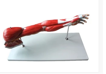 Anatomical model of hand, item 11305-1