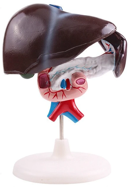 Model of liver, pancreas, duodenum, superior and inferior vena cava, 12004-3