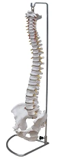 Spine with pelvic bones (flexible), 11104-1