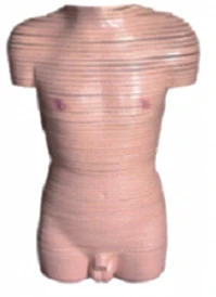 Male torso model (cross sections) 30002