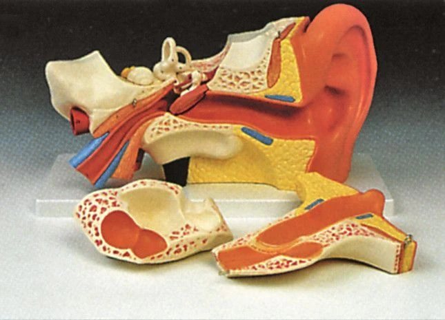 Ear model 6 parts, 17201-1