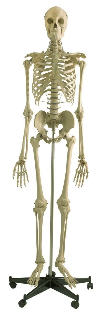Model of human skeleton 180 cm ( male) SK1101-1