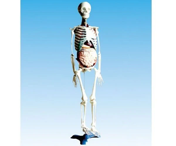 Human skeleton with internal organs,11304