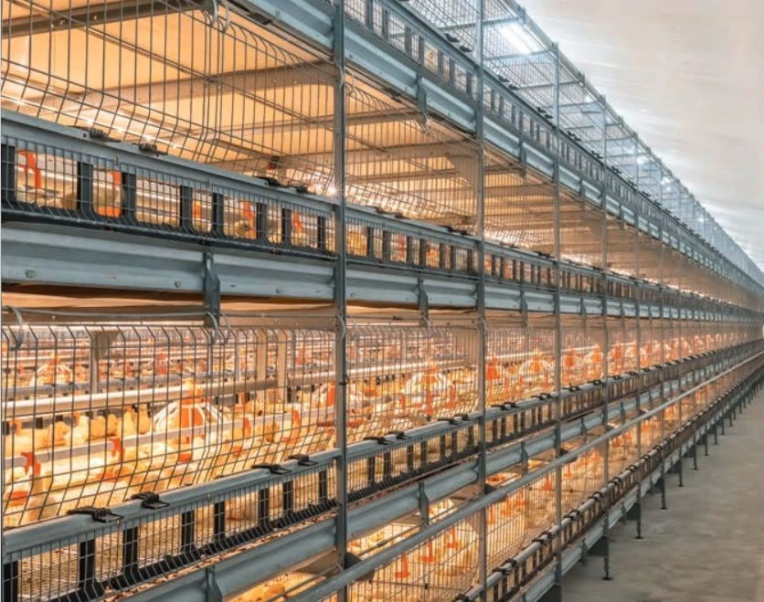 Broiler rearing plant, model "CARRE-TRANSIT"
