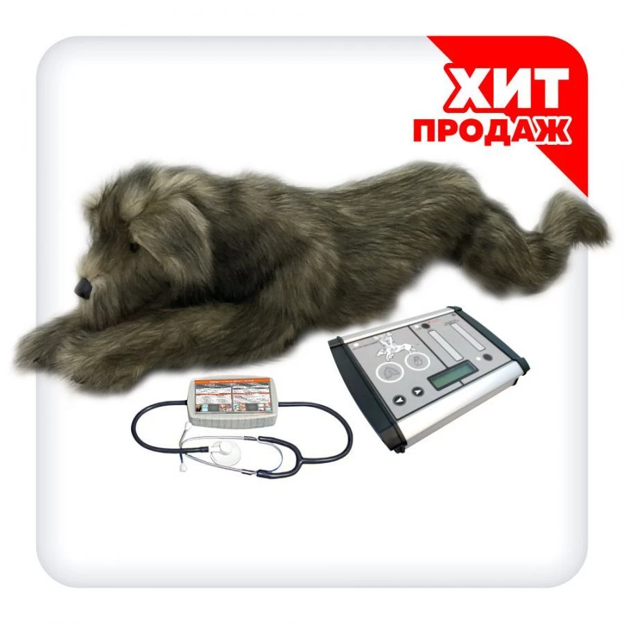 B1029 Simulator for practising CPR and pleural cavity drainage in dogs