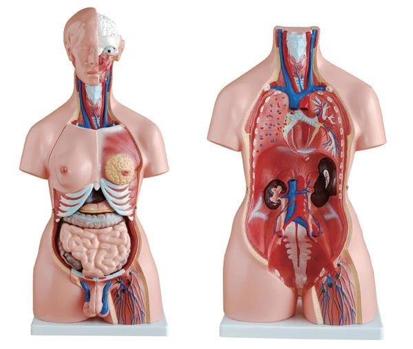Model of human torso, male, female. (85 cm), 10003