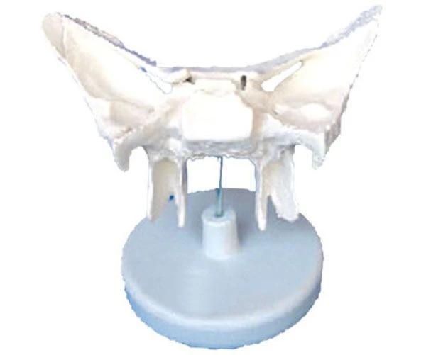 Enlarged model of sphenoid bone, 11120