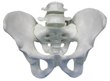 Pelvic bones with 2 lumbar vertebrae, item 11129-2