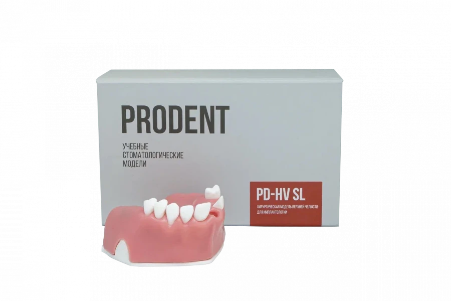 Dental model of the maxilla for implantological training and sinus lift PD-HV SL