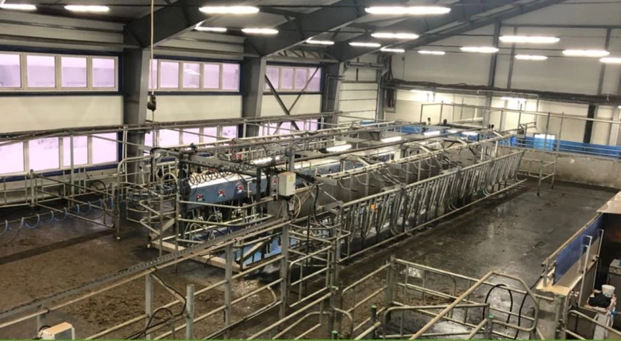 Parallel" milking machine (parlour)