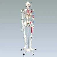 Anatomical model of skeleton with muscles (168 cm), 11302-1