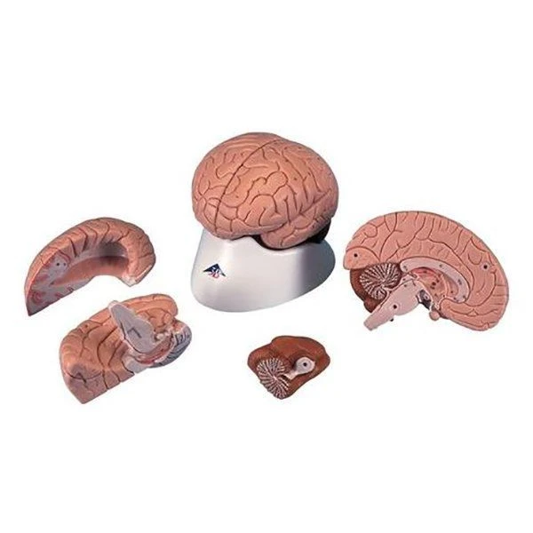 Brain model-increased by 2 times, 4 parts, with anatomical markings PP1001B