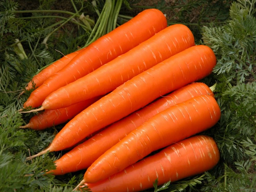 Table Carrot - Fresh and Nutritious Vegetable