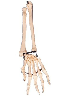 Model of forearm and hand bones 11125