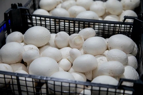 Fresh Cleaned Chilled Champignon Mushrooms for Sale