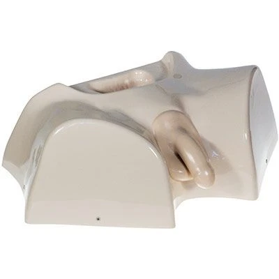 Male perineum phantom for bladder catheterisation ZiK-11