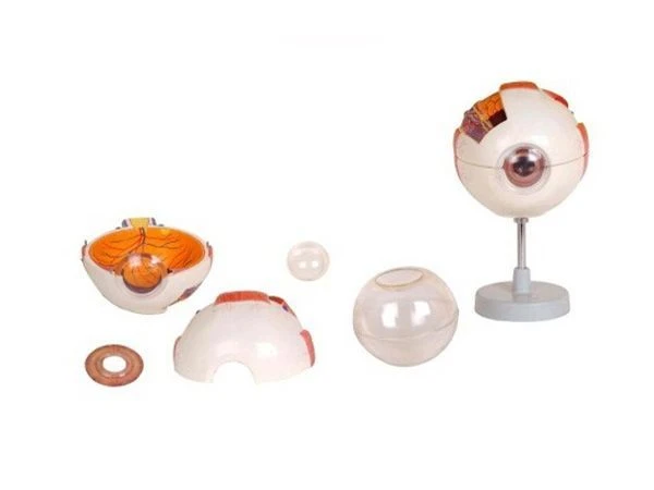 Enlarged model of eyeball, 17101