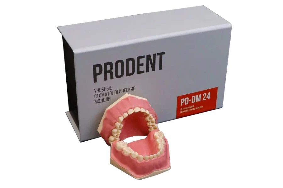 Dental model of children's jaw, 20 removable and 4 permanent teeth PD-DM 24