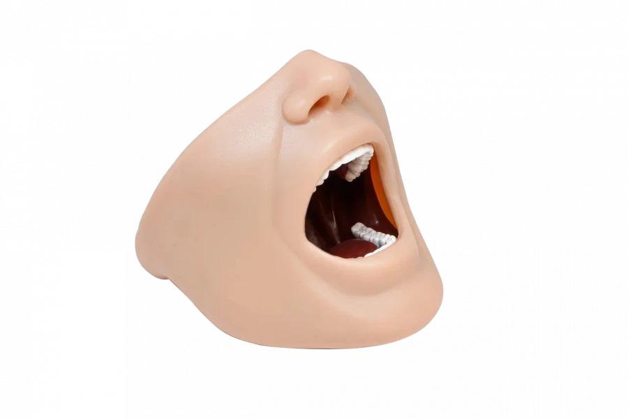 Assembly model of upper and lower jaw for practising anaesthesia skills PD-MA