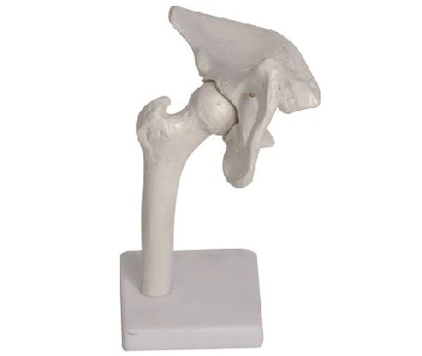 Bones of the hip joint, item 11201-4
