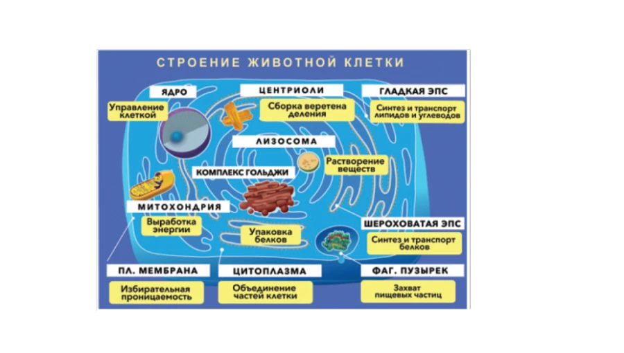 Magnetic poster "Structure of animal cell" with a box of cards, methodical recommendations.