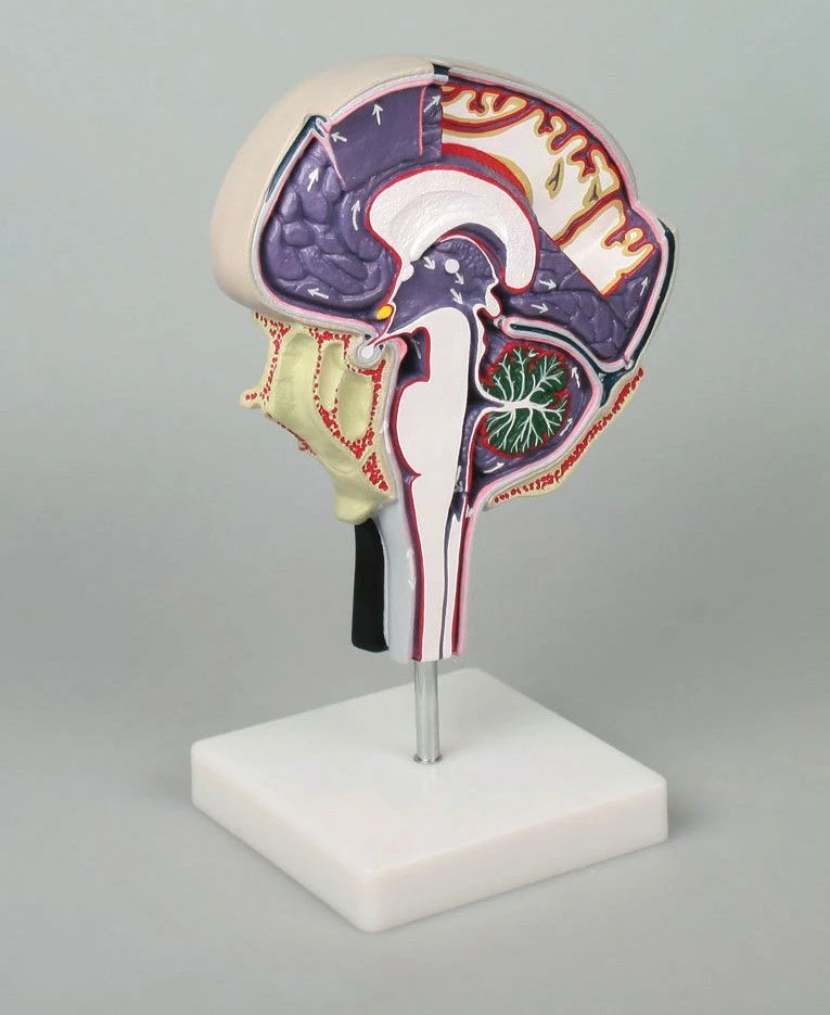 Model of cerebrospinal fluid circulation, 717