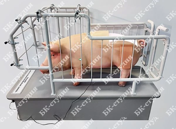 Pig veterinary simulator