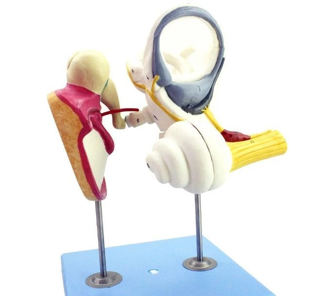 Enlarged model of auditory ossicles and tympanic membrane, 17204