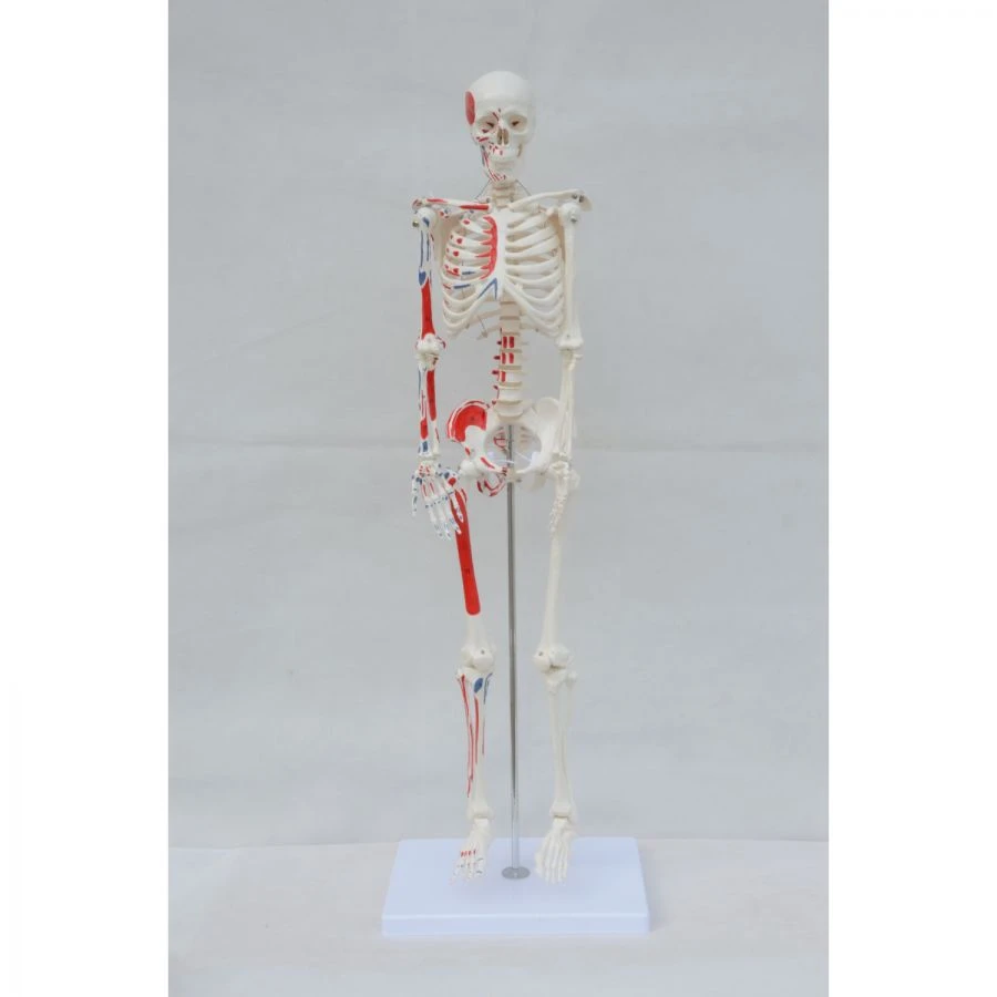 Model of human skeleton with fixation points of muscles, tendons on one side 180 cm. SK1102/11102-2