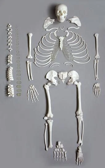 Assembled model of skeleton, 11103
