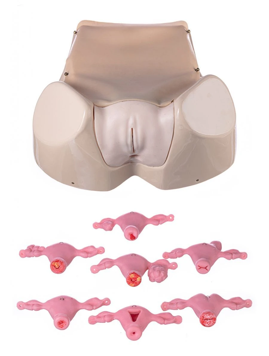 Extended gynaecological phantom ZIK-26P