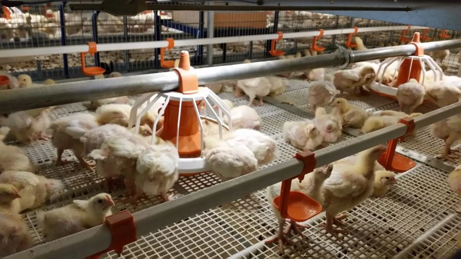 Broiler rearing plant, model "CARRE-SLIDING"