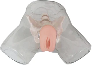 Bladder catheterisation model (female), D2