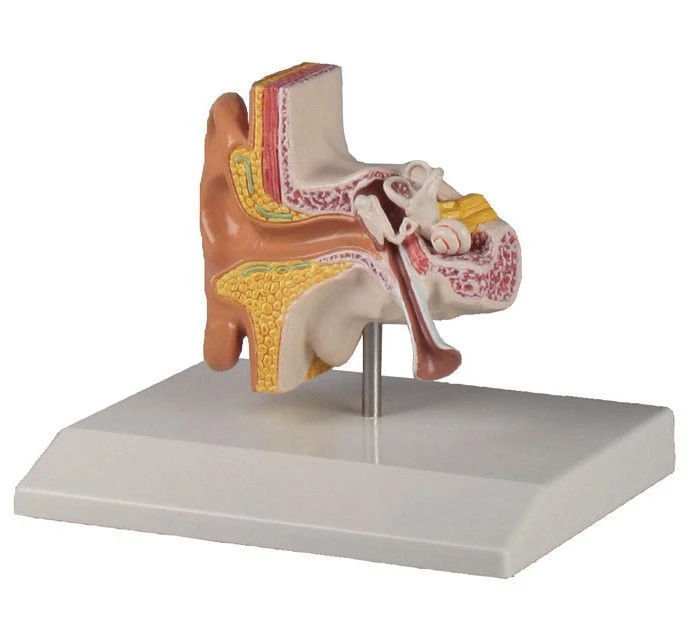 Model of ear - enlarged 1.5 times, S7109