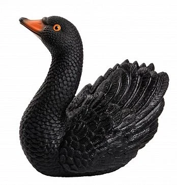 Swan black