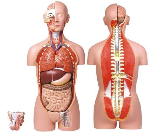 Torso (unisex) 85 cm, 27 parts, 10003A
