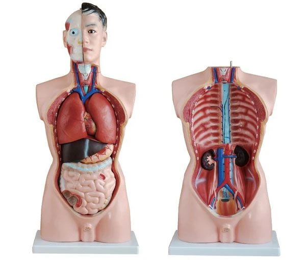 Model of human torso (male), 10002