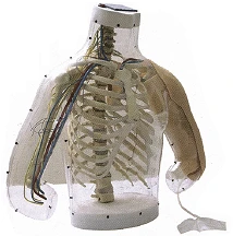 Transparent model with vessels and nerves for injection H30