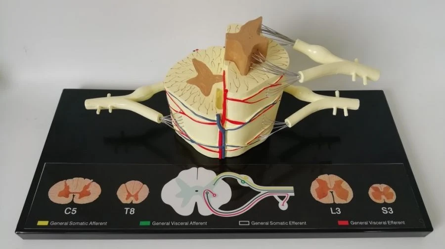 5:1 model of human spinal cord, ROST-88